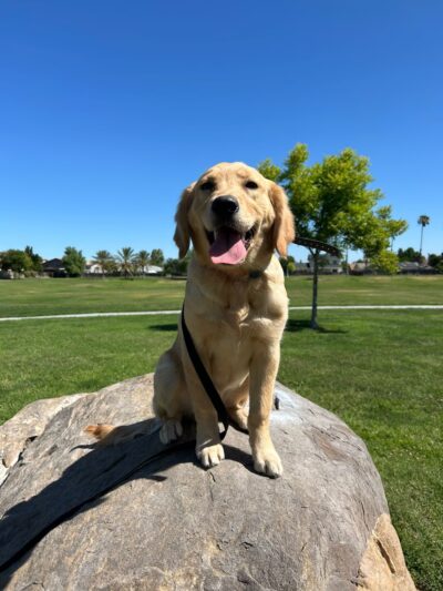 Boss Dog K9 Training - ,