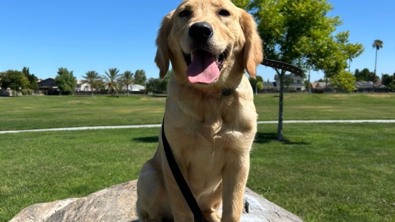 Boss Dog K9 Training - ,