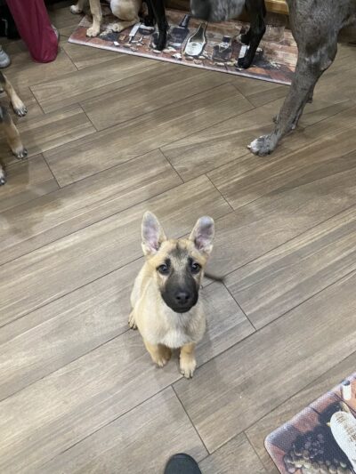 Boss Dog K9 Training - ,