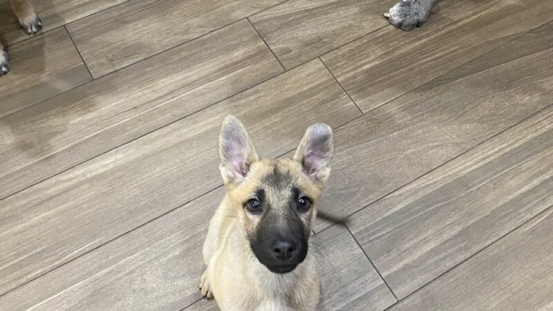 Boss Dog K9 Training - ,