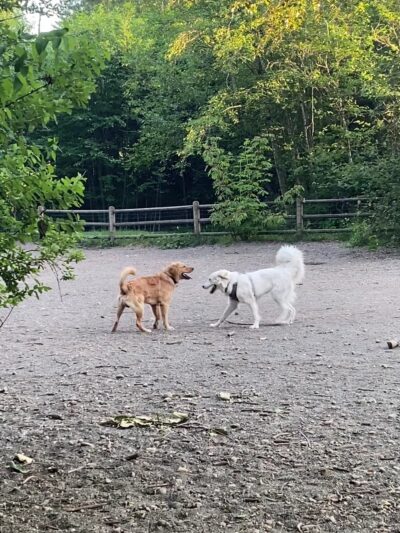 Tambark Creek Off-Leash Dog Park - Bothell, WA