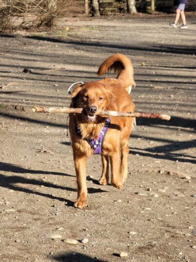 Tambark Creek Off-Leash Dog Park - Bothell, WA