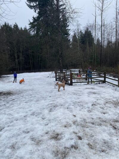 Tambark Creek Off-Leash Dog Park - Bothell, WA
