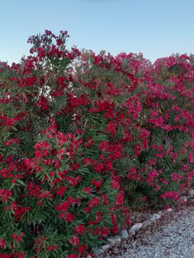 Bouse RV Park - Bouse, AZ