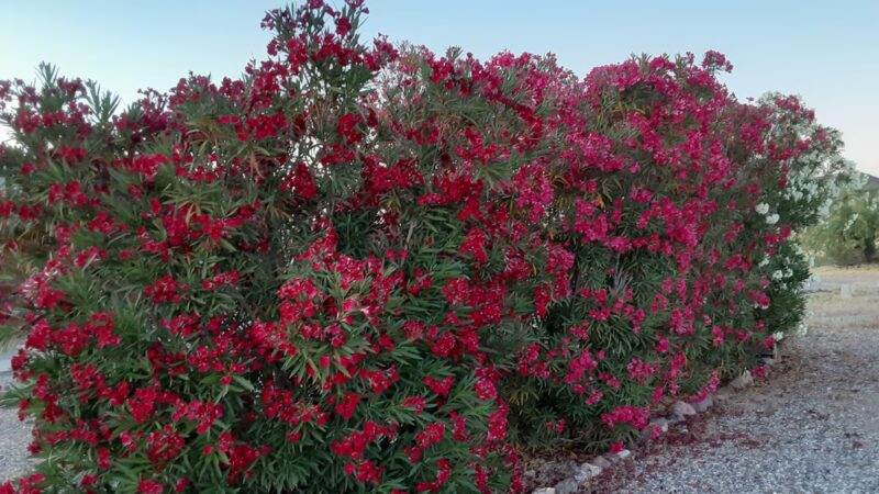 Bouse RV Park - Bouse, AZ