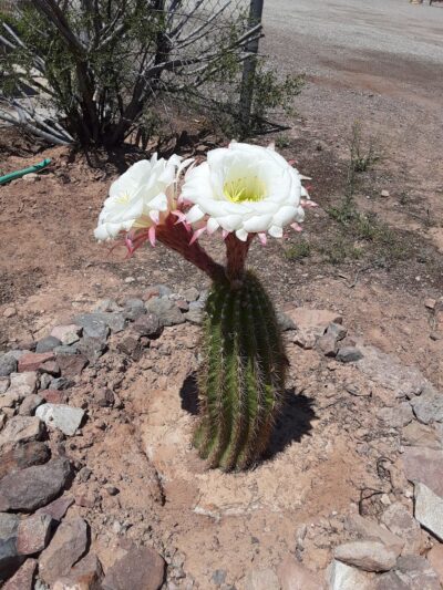 Bouse RV Park - Bouse, AZ