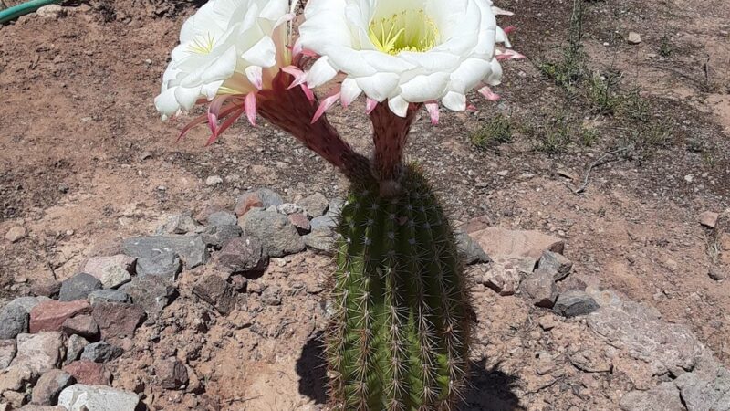 Bouse RV Park - Bouse, AZ