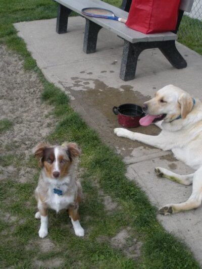 Wood County Dog Park - Bowling Green, OH