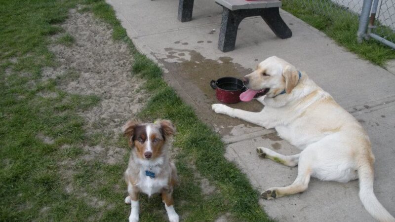 Wood County Dog Park - Bowling Green, OH