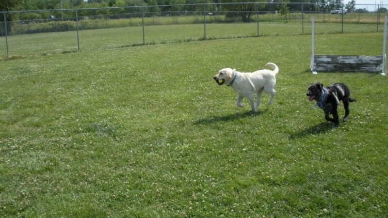Wood County Dog Park - Bowling Green, OH
