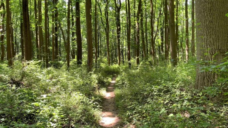 Bucklodge Conservation Park - Boyds, MD