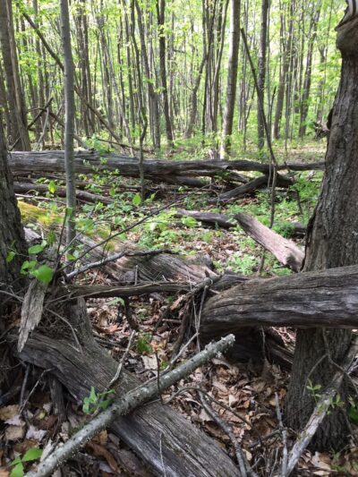 Bucklodge Conservation Park - Boyds, MD