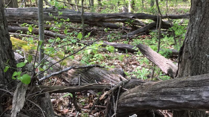 Bucklodge Conservation Park - Boyds, MD