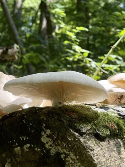 Bucklodge Conservation Park - Boyds, MD