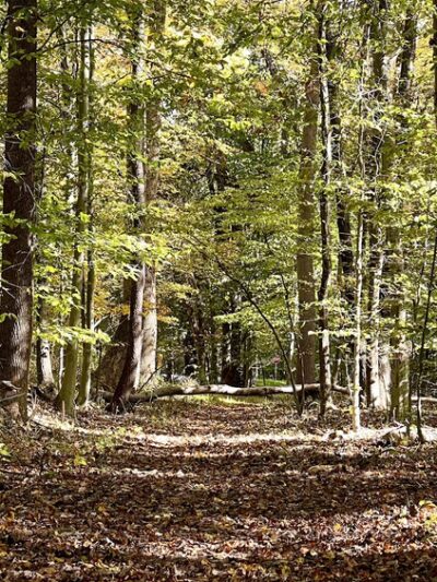 Cabin Branch Trail - Boyds, MD