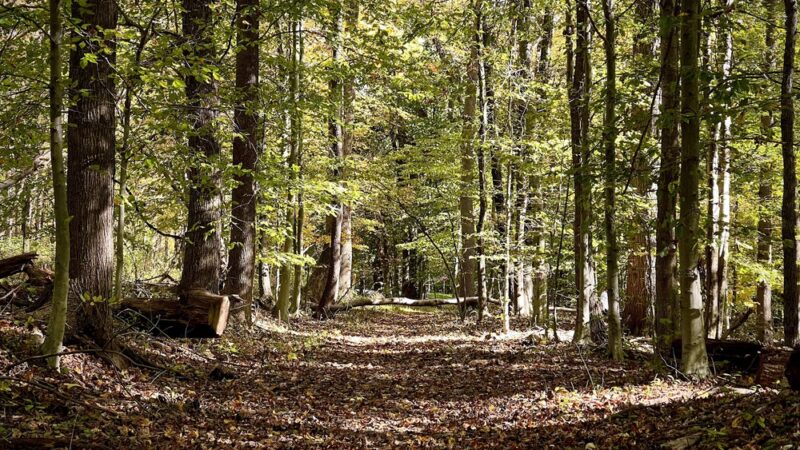 Cabin Branch Trail - Boyds, MD