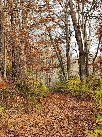 Cool Spring Run - Boyds, MD