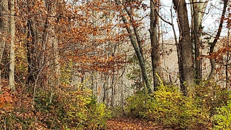 Cool Spring Run - Boyds, MD