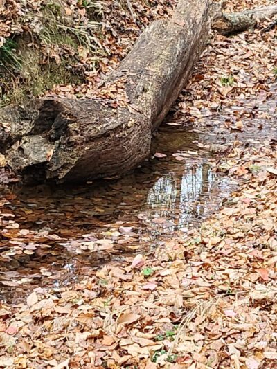 Cool Spring Run - Boyds, MD
