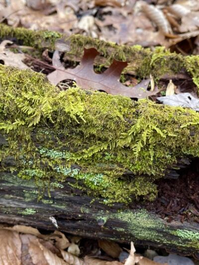 Hamilton Trail - Boyds, MD