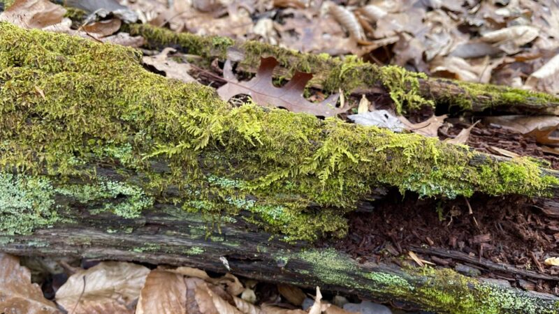 Hamilton Trail - Boyds, MD