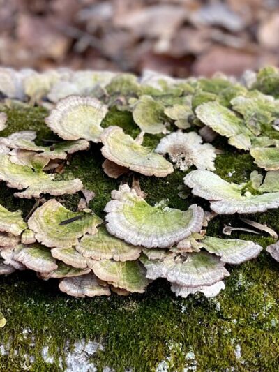 Hamilton Trail - Boyds, MD