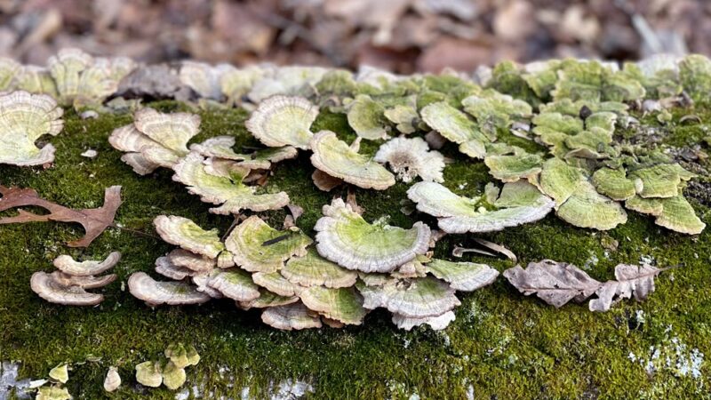 Hamilton Trail - Boyds, MD