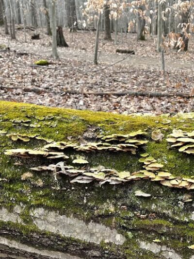 Hamilton Trail - Boyds, MD