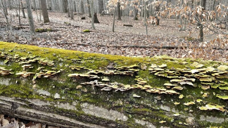 Hamilton Trail - Boyds, MD