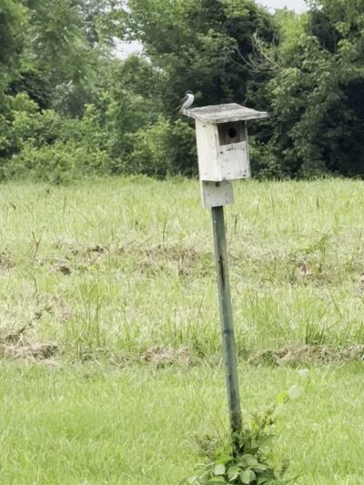 Hoyles Mill Trail - Boyds, MD
