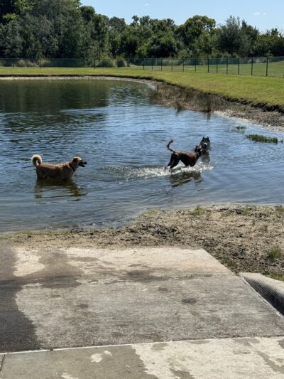 Bob Gardner Dog Park - Bradenton, FL