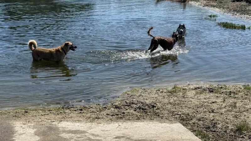 Bob Gardner Dog Park - Bradenton, FL