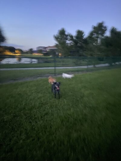 Bob Gardner Dog Park - Bradenton, FL