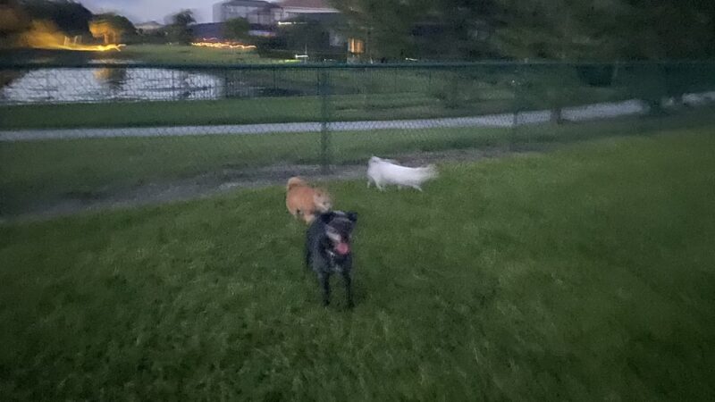 Bob Gardner Dog Park - Bradenton, FL