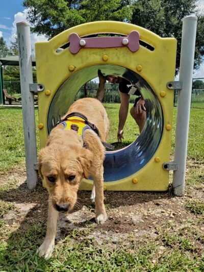 Greenbrook Adventure Dog Park (Members Only) - Bradenton, FL