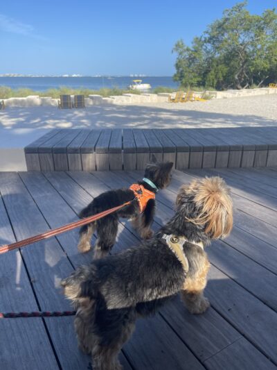 Pooch Adventures LLC - Bradenton, FL