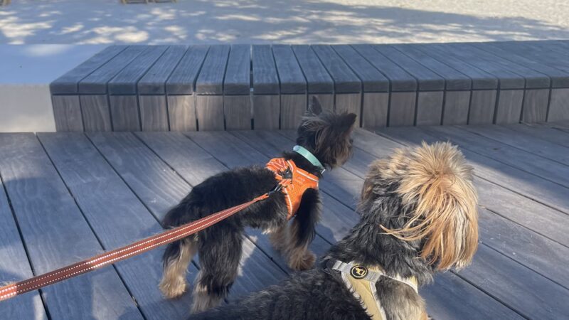 Pooch Adventures LLC - Bradenton, FL