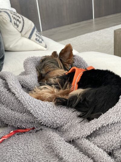 Pooch Adventures LLC - Bradenton, FL