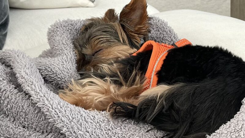 Pooch Adventures LLC - Bradenton, FL