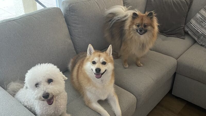 Pooch Adventures LLC - Bradenton, FL