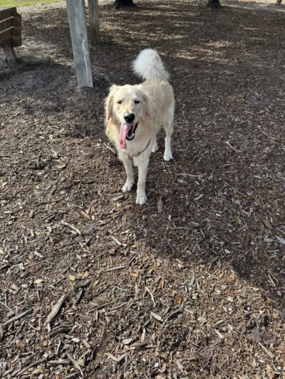 Pooch Adventures LLC - Bradenton, FL