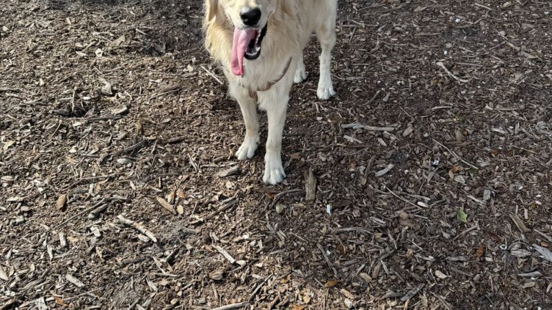 Pooch Adventures LLC - Bradenton, FL