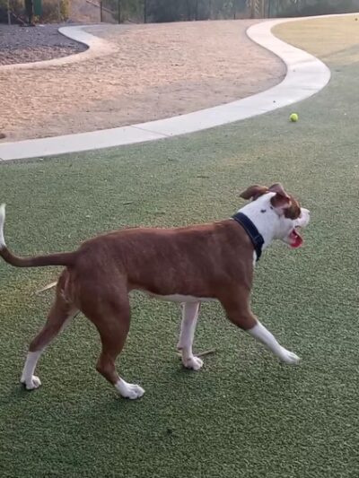 Wildcatters Dog Park - Brea, CA