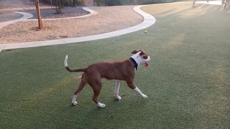 Wildcatters Dog Park - Brea, CA