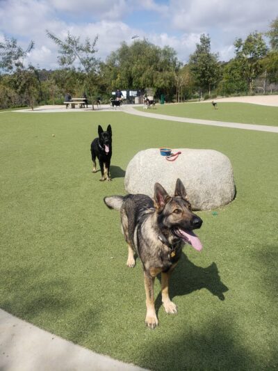 Wildcatters Dog Park - Brea, CA