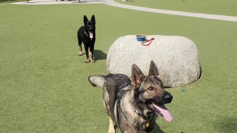 Wildcatters Dog Park - Brea, CA