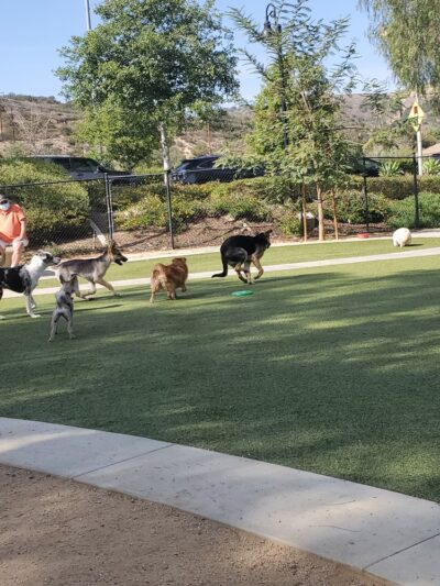 Wildcatters Dog Park - Brea, CA