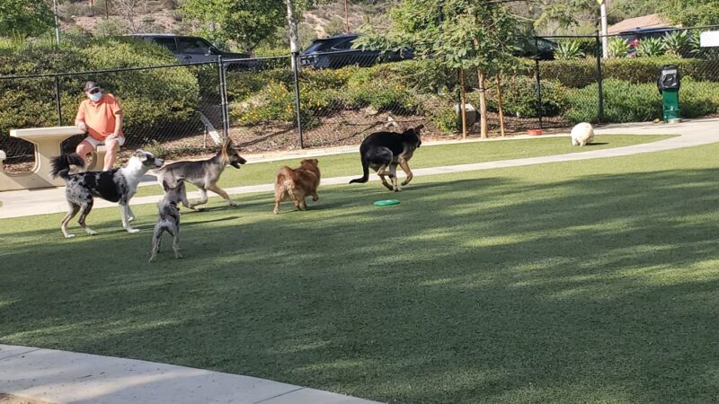 Wildcatters Dog Park - Brea, CA