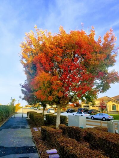 Caboose Park - Brentwood, CA