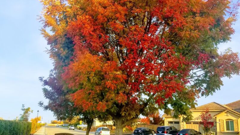 Caboose Park - Brentwood, CA